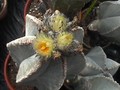 astrophytum myriostigma tulense