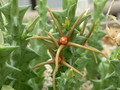 caralluma wissmannii ES3475 yemen2