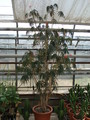 jatropha multifida 00