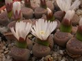 lithops hallii c318 01