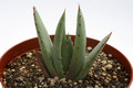 aloe peglerae 7685