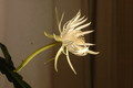 epiphyllum pumilum phasen 2292