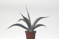 agave scabra hundida coahuila 8416