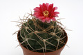 gymnocalycium oenathemum 9922