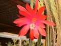 aporocactus gypsi red 118