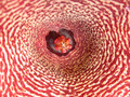 huernia leachii x keniensis 05