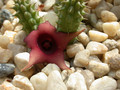 huernia schneideriana ex abbey 06