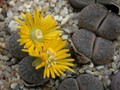 lithops lesliei grey C9 2