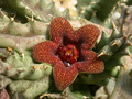 huerniopsis decipiens pvb4550 02