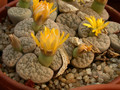 lithops hookeri susannae c91 02