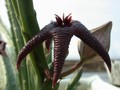 stapelia baylissii oudekraal 03