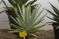 agave macroacantha