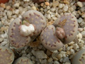 lithops julii fulleri 04