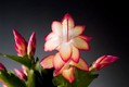 schlumbergera samba brazil
