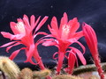 aporocactus heideroeschen 984747