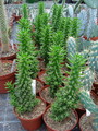 austrocylindropuntia subulata monstrosa