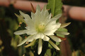 eh zaffaria 9931 01