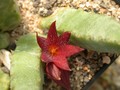 stapeliopsis saxatilis pvb1089 01