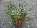 euphorbia tirucalli 3