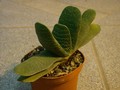 gasteria pillansii
