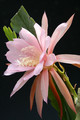 eh lotus queen 7562 7791