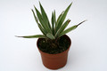agave angustifolia marginata 0700