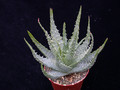 aloe humilis 01