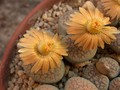 lithops verrucosa gelb rosa 13