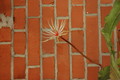 epiphyllum phyllanthus rubrocoronatum rba373 728