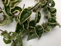 hoya carnosa compacta regalis 3949