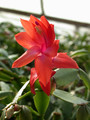 schlumbergera orange 06