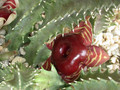 huernia zebrina magniflora karoo 02