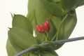 dischidia pectenoides 8621