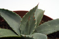 agave neomexicana 0161