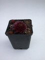 sempervivum rubin 5711