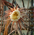 selenicereus grandiflorus 01