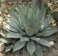 agave flexispina bg dd