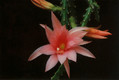 aporocactus pink charme