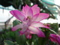 schlumbergera camilla 4875