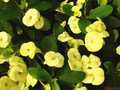 euphorbia millii dinni