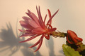 eh crenatus haagei 5820 04