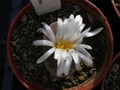 lithops hallii01