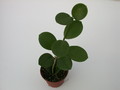 hoya coronaria 1428