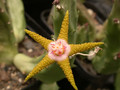 stapelia flavirostris pehl1510 01