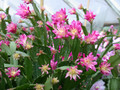 schlumbergera star burst 03