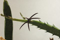 caralluma aff arachnoidea 01
