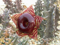 huernia zebrina magniflora