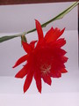 eh spring fling 9292 256