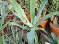 agave pedunculifera 4905