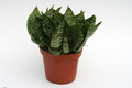 sansevieria trifasciata green hahnii 5720